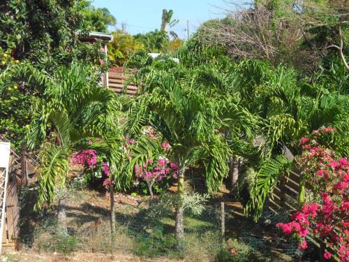 Le Gosier Apartamento | Avocatier