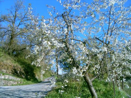 Bellegra Casa | B&B Casa Rosella - Country house