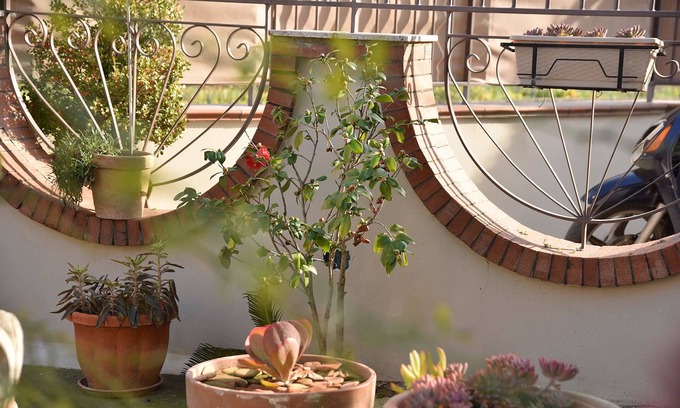 Castellammare di Stabia Cama Y Desayuno | B&B Le Cycas