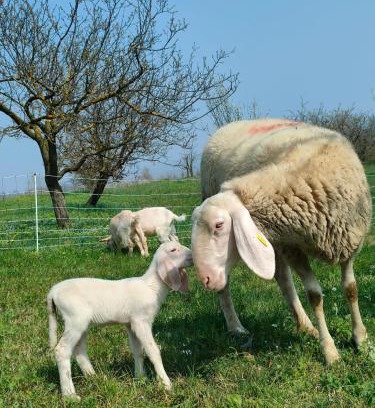 Piazzo Casa | B&B Naturin - Eco Farm