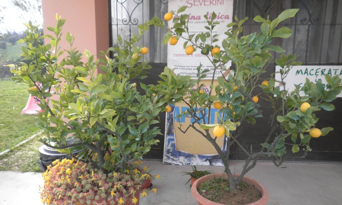 Morrovalle Cama Y Desayuno | B&B Severini