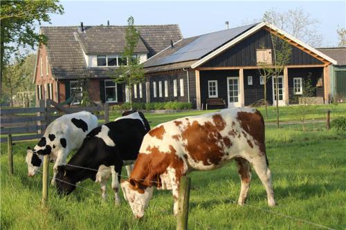 Varsseveld Cama Y Desayuno | B&B 't Bievink - buitengewoon overnachten