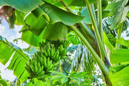 Moshi Casa | Banana Grove Retreat