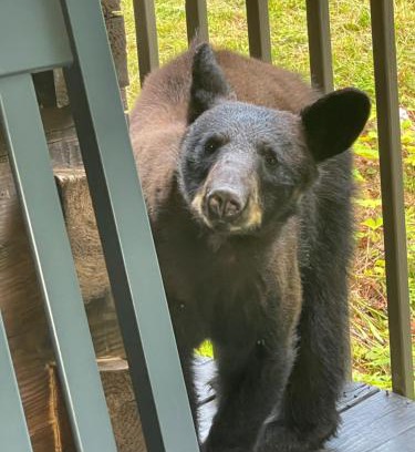 Chalet Village Chalet De Esquí | Bears Among Us