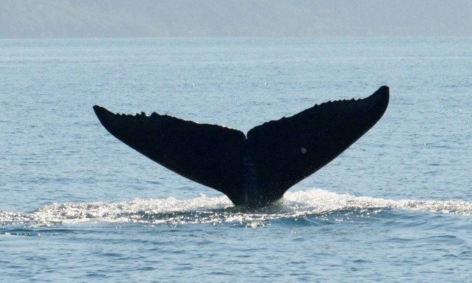 Kodiak Apartamento | BEARS, BIRDS, AND WHALES