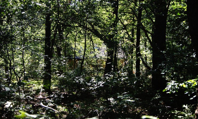 Oude Willem Villa | Hermoso Boshuis a las afueras de Diever en el medio del Parque Nacional Drents Friese Wold