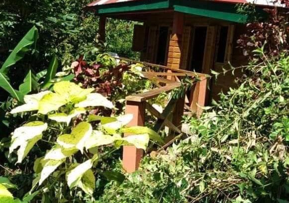 Fond Cani Casa | Berkey's Jungle Paradise