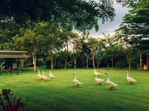 Pak Chong Casa | Better Weather Homestay