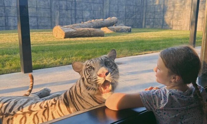 Town of Sullivan Casa | Big Cat Bungalows at The Haven - Tiger 3