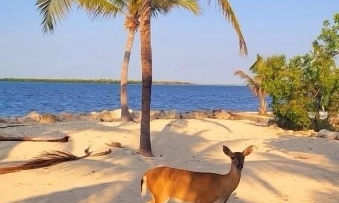 Big Pine Key Casa | Big Pine - Bring your boat! - 4BR/3BA ocean front, private pool & dock