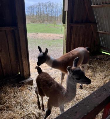 Billund Casa | Billund Farm Holiday