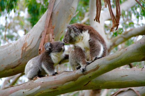 Cape Otway Complejo | Bimbi Park - Camping Under Koalas