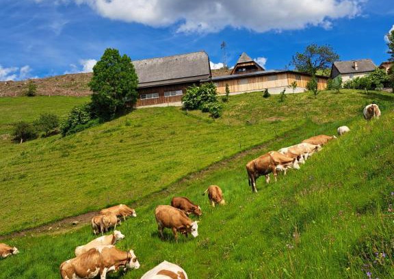 Sankt Stefan ob Leoben Apartamento | BIO-Peisingerhof