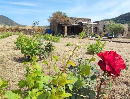 Pantelleria Casa | BIOdammuso