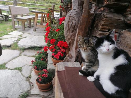 Grossarl Casa | Birnbaum Chalets Grossarl