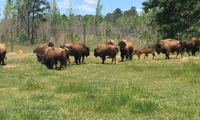 Greensboro Otro | Bison Farmhouse en Greensboro, GA