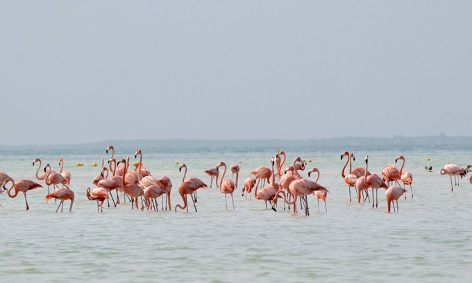 Isla Holbox Hotel | BLISS Apartments Holbox