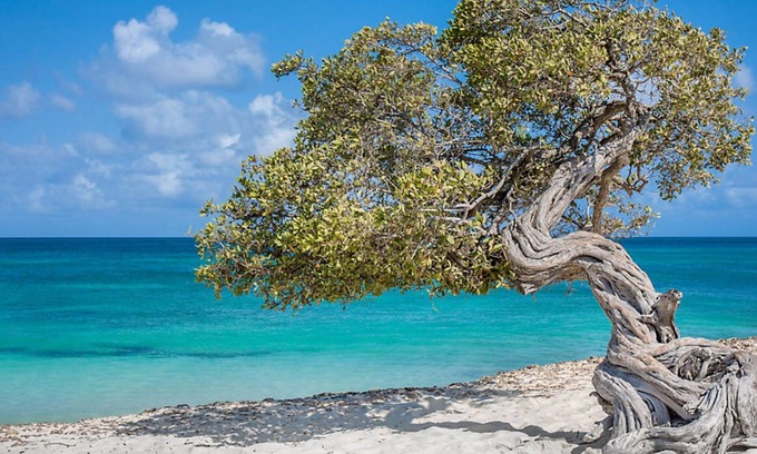 Oranjestad-West Hotel | Bluegreen at La Cabana Beach Resort & Casino