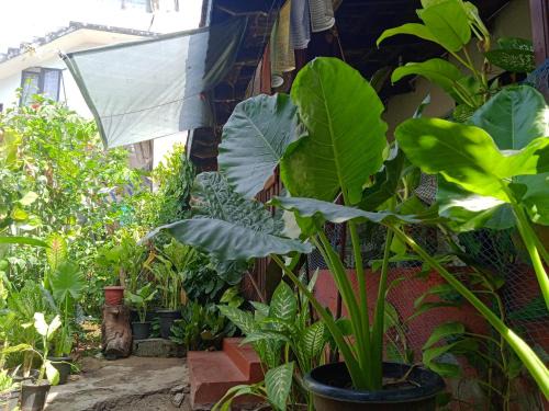 Alappuzha Casa | Blues