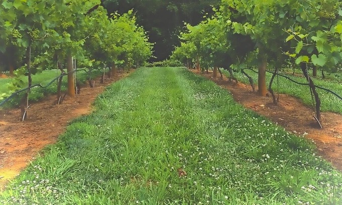 Ellijay Cabina | Buckley Vineyard Cabin with Tumbling Waters sleeps 2