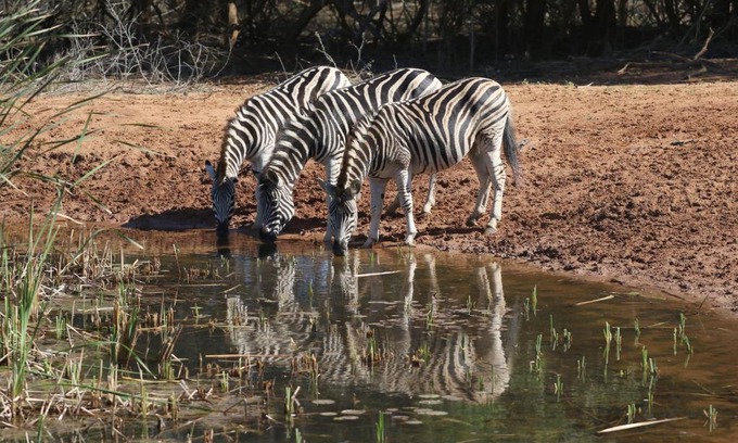 Hluhluwe Cabina | Bushbaby Lodge & Camping