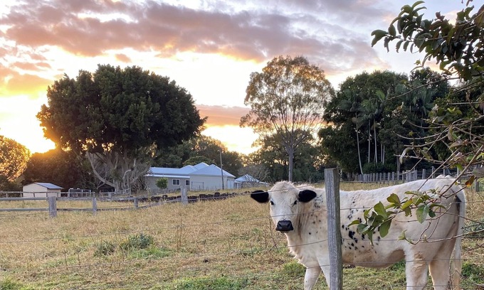 Cumbalum Otro | Byron Bay Hinterland Farmhouse & Salty Lap Pool
