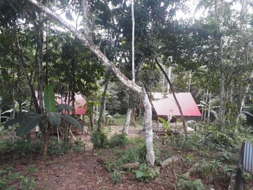 Puerto Narino Apartamento | Cabañas Guachayasai