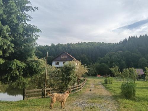 Cosbuc Casa | Cabana Țibleș Bichigiu