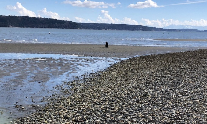 Camano Island Cabina | Camano Island en la playa