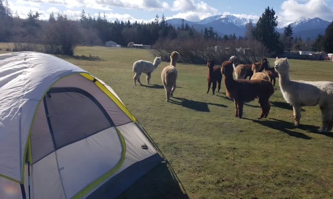 Port Angeles East Alquiler De RV | Camp amoung Alpacas Llamas & Sheep close to Olympic National Forest Port Angeles
