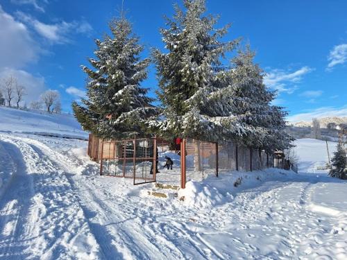 Sirnea Apartamento | Casa Corina Sirnea