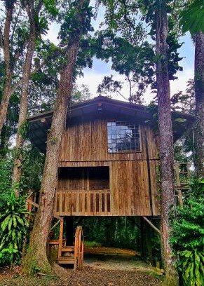 Joinville Otro | Casa da Árvore - Jussara Cultural
