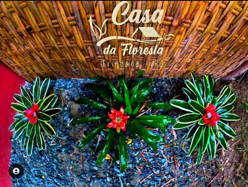 Paraty Casa | Casa da Floresta