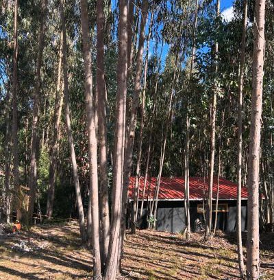 Firavitoba Otro | Casa Eucalipto