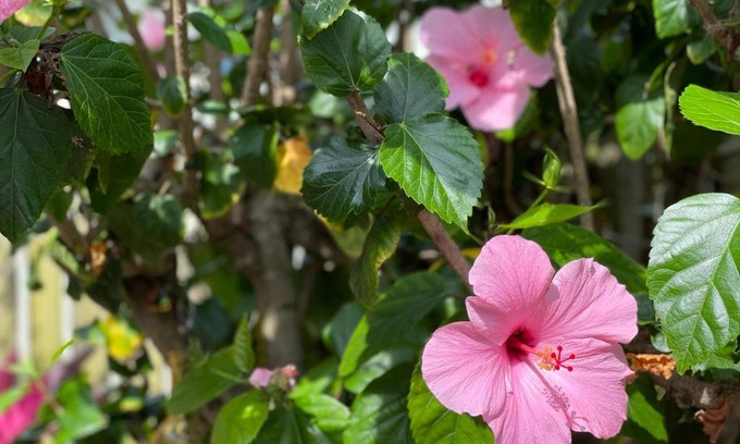 Port Canaveral Casa | Casa Flamingo