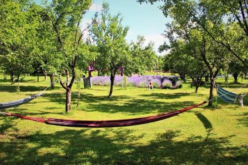 Campina Casa | Casa rurală cu livadă LavAndra