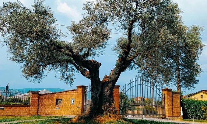 Chiesina Uzzanese Casa | Casolare L'Antico Olivo