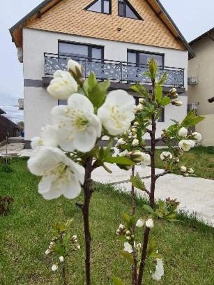 Sulina Casa | Casuta Noastra - Sulina