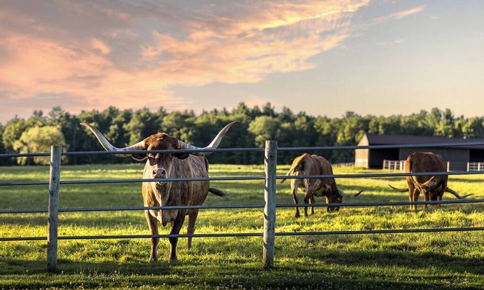 White Lake Complejo | Cattle Drive Suite @ Driftwood Ranch - a Horse and Cattle Ranch - White Lake, NY