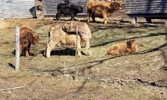 Freedom Alquiler De RV | Celtic Glen Farm Stay - Shaded corn cribs