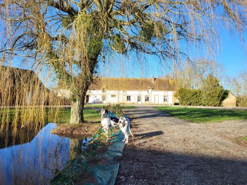 Mandres Cama Y Desayuno | Chambre d'hôtes au Haras d'Agathe et ses princes