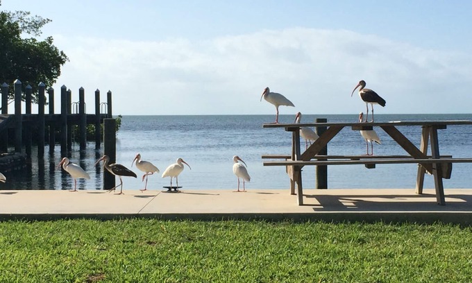 Cudjoe Key Cabaña | Casas rurales con encanto, atraque, piscina, kayaks, a pocos minutos de Key West