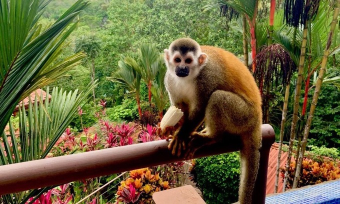 Valle Pura Vida Villa | Chauffeur & Concierge included Luxury Jungle/Beach Pool @ Villa Tiquicia
