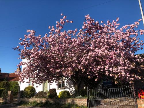 York Casa | Cherry Tree