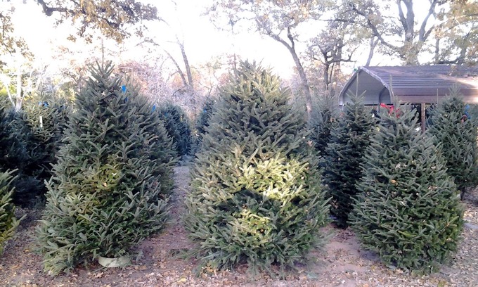 Bryan Cama Y Desayuno | Christmas Tree Farm with Bed and Breakfast accommodations located on a 12 acre propertyin the Peaceful Countryside between Bryan and Hearne Tx