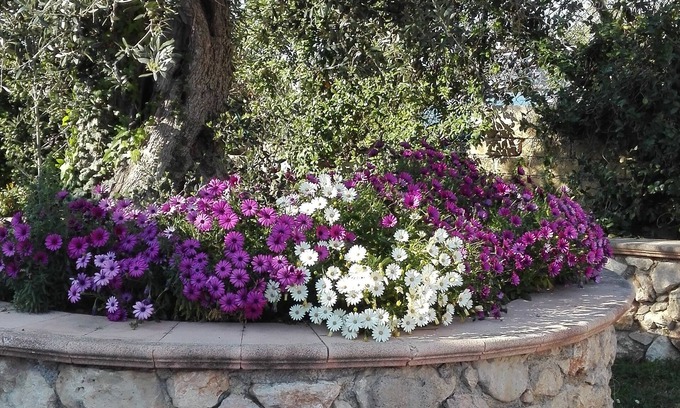 Montelibretti Apartamento | Ciliegi en fiore alojamiento turístico (vista del valle del Tíber) cerca de Roma
