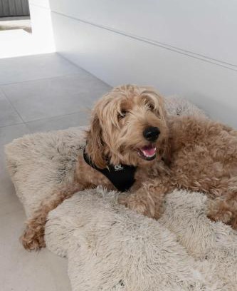 Innes Park Casa | Cinema Pool Pets 4b2b Bargara Headlands