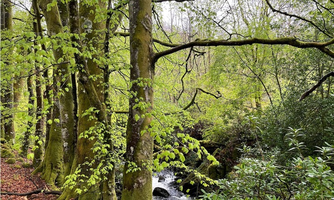 Saint John's Town of Dalry Cabina | Cosy woodland off Grid Shepherds Hut no1