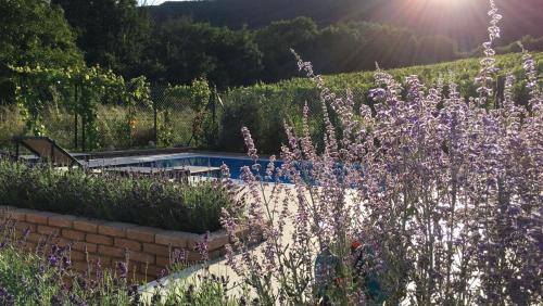 Pavlov Casa | cottage with private swimming pool