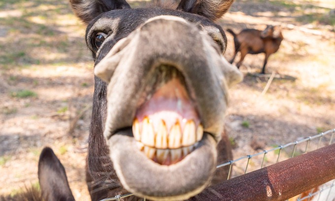Longview Casa | Country 2-bedroom home, steps away from Longhorns, donkeys, horses, and goats.